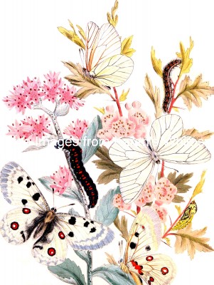 Butterfly Art 5 - Crimson-Ringed and Black-Veined Butterflies on Sedum