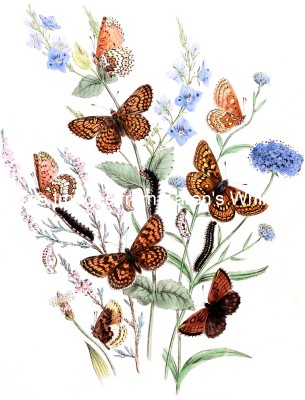 Butterfly Art 6 - Fritillary Butterflies on Speedwell and Ribwort Plants