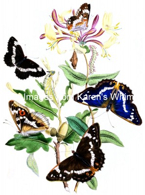 Butterfly Art 9 - Purple Emperor and White Admiral Butterflies