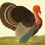 Turkey Clipart 5 - Colorful Turkey