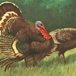 Turkey Clipart 8 - Turkeys in a Field