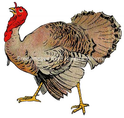 Turkey Clipart 3 - Turkey Drawing