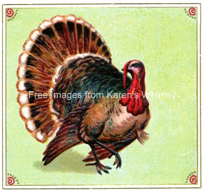 Free Turkey Clipart 3 - Turkey on Green