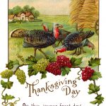 Thanksgiving Turkey 1 - Farm Turkeys