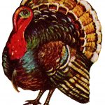 Thanksgiving Turkey 3 - Big Eyed Turkey