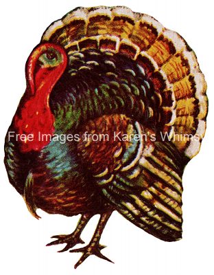 Thanksgiving Turkey 3 - Big Eyed Turkey