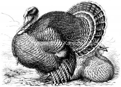 Turkey Drawings 6
