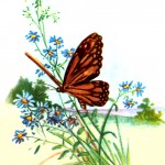 Drawings of Butterflies 5 - Orange Butterfly in a Meadow