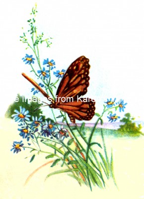Drawings of Butterflies 5 - Orange Butterfly in a Meadow