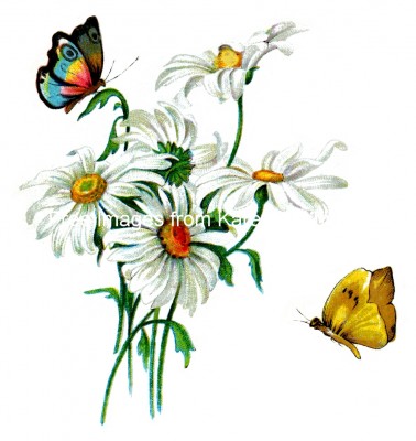 Drawings of Butterflies 6 - Two Butterflies on Daisies