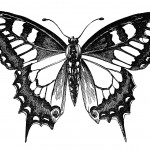 Butterfly Drawings 11 - Swallow Tail