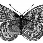 Butterfly Drawings 12 - Orange Argus