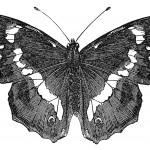 Butterfly Drawings 13 - Purple Emperor