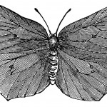 Butterfly Drawings 2 - Brimstone Butterfly