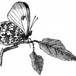 Butterfly Drawings 3 - Orange-Tip Butterfly
