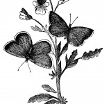 Butterfly Drawings 9 - Two Butterflies on a Pansy