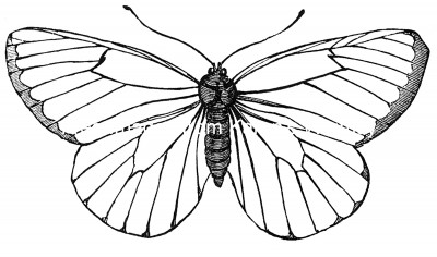 Butterfly Drawings 1 - Black-Veined White