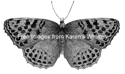 Butterfly Drawings 10 -Silver Washed Fritillary