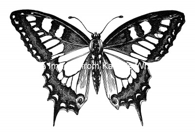 Butterfly Drawings 11 - Swallow Tail