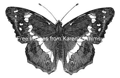 Butterfly Drawings 13 - Purple Emperor