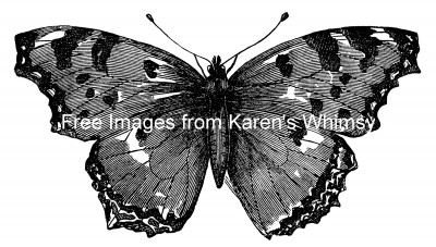 Butterfly Drawings 14 - Great Tortoiseshell