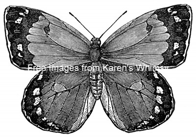 Butterfly Drawings 6 - Pale Clouded Yellow