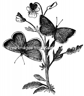 Butterfly Drawings 9 - Two Butterflies on a Pansy