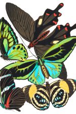 Butterfly Graphics 1