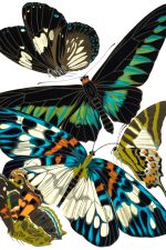 Butterfly Graphics 10