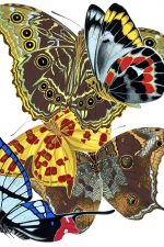 Butterfly Graphics 14
