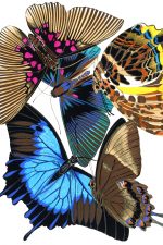 Butterfly Graphics 15