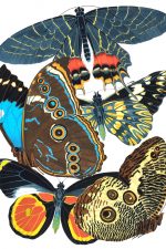 Butterfly Graphics 2