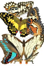 Butterfly Graphics 9