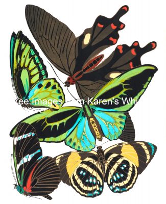 Butterfly Graphics 1