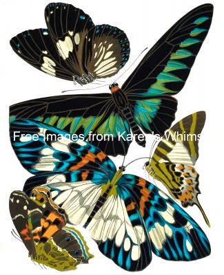 Butterfly Graphics 10