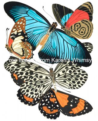 Butterfly Graphics 11