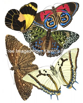 Butterfly Graphics 12