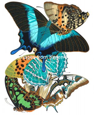 Butterfly Graphics 13
