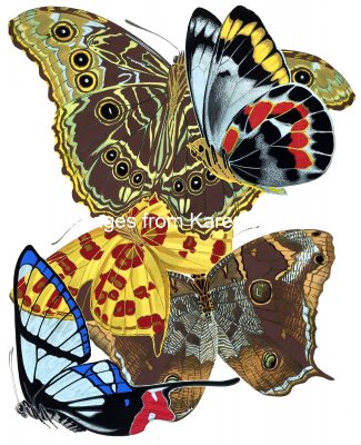Butterfly Graphics 14