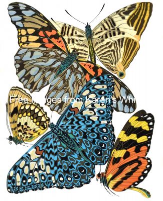 Butterfly Graphics 3
