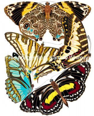 Butterfly Graphics 5