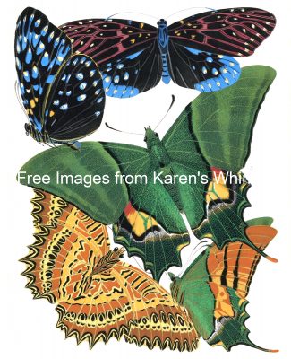 Butterfly Graphics 6