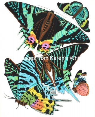 Butterfly Graphics 7