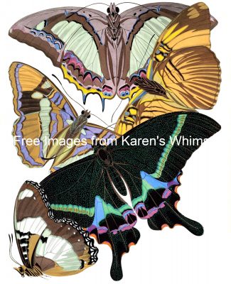 Butterfly Graphics 8
