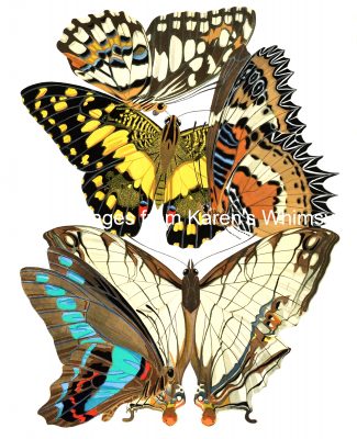 Butterfly Graphics 9