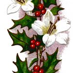 Holly Pictures 3 - Holly and White Flowers