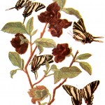 Types of Butterflies 1 - Zebra Swallowtails