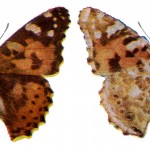 Types of Butterflies 2 - Cosmopolitan