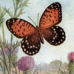 Types of Butterflies 6 - Regal Fritillary