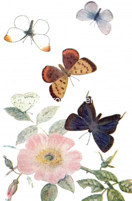 Types of Butterflies 4 - A Butterfly Assortment